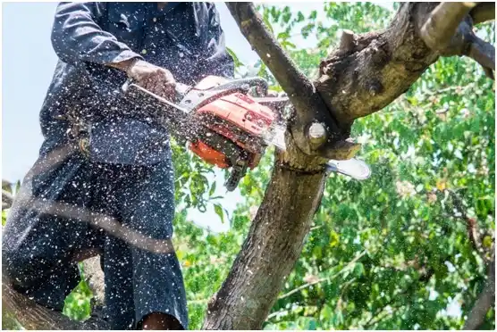 tree services Depoe Bay